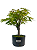 Pré Bonsai de Acer Palmatum ( Momiji ) 5 anos (44 cm) - Imagem 1