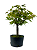 Pré Bonsai de Acer Palmatum ( Momiji ) 5 anos (44 cm) - Imagem 3