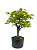 Pré Bonsai de Acer Palmatum ( Momiji ) 5 anos (44 cm) - Imagem 2