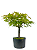 Pré Bonsai de Acer Palmatum ( Momiji ) 5 anos (44 cm) - Imagem 4