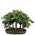 Bosque do Bonsai de Acer Palmatum 25 Anos ( 48 cm) - Imagem 1