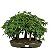 Bosque do Bonsai de Acer Palmatum 25 Anos ( 48 cm) - Imagem 3