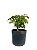 Pré Bonsai de Acer Palmatum ( Momiji ) 4 anos (40 cm) - Imagem 4