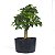 Pré Bonsai de Acer Palmatum ( Momiji ) 9 anos (55 cm) - Imagem 3