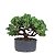 Pré Bonsai de Junípero Mini Jacaré 8 anos (40cm) - Imagem 3