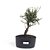 Pré Bonsai de Cotoneaster Apiculata 4 anos ( 37 cm ) - Imagem 2