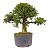 Pré Bonsai de Calliandra Rosa 9 Anos (49 cm) - Imagem 4