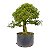 Pré Bonsai de Calliandra Rosa 9 Anos (49 cm) - Imagem 3