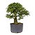 Pré Bonsai de Calliandra Rosa 9 Anos (49 cm) - Imagem 2