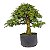 Pré Bonsai de Calliandra Rosa 9 Anos (49 cm) - Imagem 1