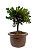 Bonsai de Junípero Procumbens 3 anos (20 cm) - Imagem 4