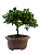 Bonsai de Junípero Procumbens 3 anos (20 cm) - Imagem 3