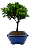 Bonsai de Junípero Procumbens 3 anos (22 cm ) - Imagem 4