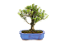Bonsai de Buxus Harlandi - 4 anos (23 cm) - Imagem 3