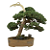 Bonsai de Junípero Procumbens 15 anos (48 cm) - Imagem 3