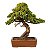Bonsai de Junípero Procumbens 25 anos (42 cm) - Imagem 1