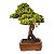 Bonsai de Junípero Procumbens 25 anos (42 cm) - Imagem 2