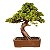 Bonsai de Junípero Procumbens 25 anos (42 cm) - Imagem 3