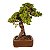 Bonsai de Junípero Procumbens 25 anos (42 cm) - Imagem 4