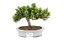 Bonsai de Junípero Procumbens 4 anos (21 cm) - Imagem 1