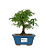 Bonsai de Calliandra Rosa 3 Anos - Imagem 1