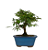 Bonsai de Calliandra Rosa 3 Anos - Imagem 3