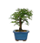 Bonsai de Calliandra Rosa 3 Anos - Imagem 4