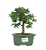 Bonsai de Calliandra Rosa 3 Anos - Imagem 5