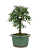 Bonsai de Calliandra Rosa 3 Anos - Imagem 8