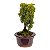 Bonsai de Junípero Shimpaku Kishu 3 anos (19 cm) - Imagem 20