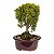 Bonsai de Junípero Shimpaku Kishu 3 anos (19 cm) - Imagem 19