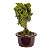 Bonsai de Junípero Shimpaku Kishu 3 anos (19 cm) - Imagem 18