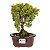 Bonsai de Junípero Shimpaku Kishu 3 anos (19 cm) - Imagem 17