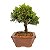 Bonsai de Junípero Shimpaku Kishu 3 anos (19 cm) - Imagem 16