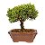 Bonsai de Junípero Shimpaku Kishu 3 anos (19 cm) - Imagem 15