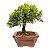 Bonsai de Junípero Shimpaku Kishu 3 anos (19 cm) - Imagem 14