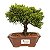 Bonsai de Junípero Shimpaku Kishu 3 anos (19 cm) - Imagem 13