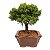 Bonsai de Junípero Shimpaku Kishu 3 anos (19 cm) - Imagem 8