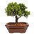 Bonsai de Junípero Shimpaku Kishu 3 anos (19 cm) - Imagem 7