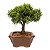Bonsai de Junípero Shimpaku Kishu 3 anos (19 cm) - Imagem 6