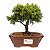 Bonsai de Junípero Shimpaku Kishu 3 anos (19 cm) - Imagem 5