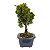 Bonsai de Junípero Shimpaku Kishu 3 anos (19 cm) - Imagem 12