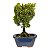 Bonsai de Junípero Shimpaku Kishu 3 anos (19 cm) - Imagem 11
