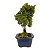 Bonsai de Junípero Shimpaku Kishu 3 anos (19 cm) - Imagem 10