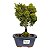 Bonsai de Junípero Shimpaku Kishu 3 anos (19 cm) - Imagem 9