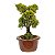 Bonsai de Junípero Shimpaku Kishu 3 anos (19 cm) - Imagem 4
