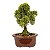 Bonsai de Junípero Shimpaku Kishu 3 anos (19 cm) - Imagem 3