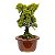 Bonsai de Junípero Shimpaku Kishu 3 anos (19 cm) - Imagem 2
