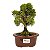 Bonsai de Junípero Shimpaku Kishu 3 anos (19 cm) - Imagem 1