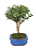 Bonsai de Mini Goiaba (silvestre) 4 anos (26 cm ) - Imagem 6
